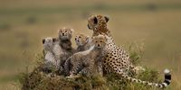 Cheetah and cubs (Photo: Supplied)