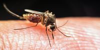 Gauteng malaria spike was due to travel in flood regions, experts conclude