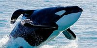 Starboard killer whale suspected of scaring off Great White sharks from  False Bay.
