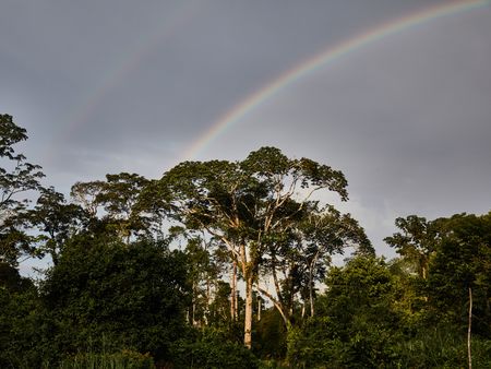 Discovering the forest wonders of Africa – and the threats they face