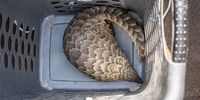 A pangolin kept in a washing basket is rescued in a sting operation. (Photo: Shiraaz Mohamed)
