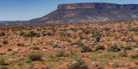 The iconic Matzikamma Mountain near Vanrhynsdorp with thousands of Brunsvigia bosmaniae (March Lilies) in the foreground. Photographer: David McDonald