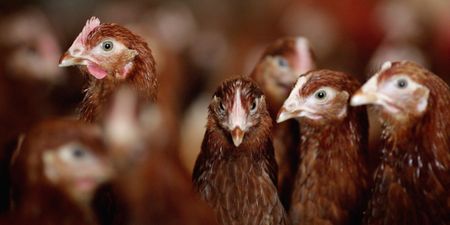Mass vaccination of SA poultry launched, Biosecurity Council set up