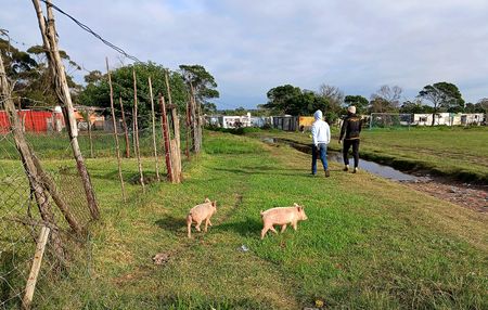 Nelson Mandela Bay officials monitor African swine fever outbreak in Grogro