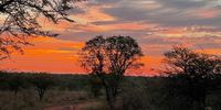 CAPTION:  African Sunset in the Bush</p>
<p>CREDIT:  Laurian Rogers