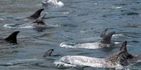 ME-Tiara-RissosDolphin