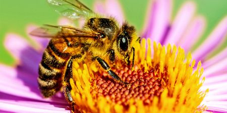 African researchers on mission to protect wildlife and ecosystems