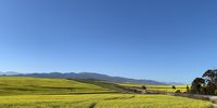 Field of Gold. Photographer: Paul Barnard
