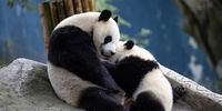 Giant female panda Ran Ran breastfeeds one of her twin cubs at the China Conservation and Research Center for the Giant Panda in Ya'an Bifengxia Base, during a press tour, near Ya'an, Sichuan province, China, 12 June 2024.  EPA-EFE/ANDRES MARTINEZ CASARES