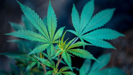 Serbian police seizes five tons of cannabis, assault rifles