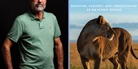 Dr Craig Packer, author of the two recently published books: ‘The Lion: Behavior, Ecology, and Conservation of an Iconic Species’ (March 2023) and ‘Lions in the Balance: Man-Eaters, Manes, and Men with Guns’ (2015).