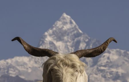 The journey of a mountain goat called 'Chyangra', and more from around the world