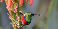 Fynbos Lesser Double-collared Sunbird at Kirstenbosch National Botanical Gardens on the slopes of Table Mountain.