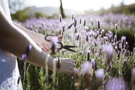 Scents of Provence: Super Single Vineyards and a special lavender experience