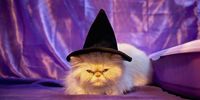 Bailey, a four-year-old Persian Red Colour Point, gets into the halloween theme during the Governing Council of the Cat Fancy's 'Supreme Championship Cat Show' at the NEC Arena on October 24, 2015 in Birmingham, England. The one-day Supreme Cat Show is one of the largest cat fancy competitions in Europe with hundreds of cats being exhibited. Exhibitors aim to have their cat named as the show's 'Supreme Exhibit' from the winners of the individual categories of: Persian, Semi-Longhair, British, Foreign, Burmese, Oriental, Siamese.  (Photo by Christopher Furlong/Getty Images)