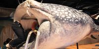 NEW YORK, NEW YORK - NOVEMBER 16: Preparators put finishing touches on a 33-foot model of a whale shark at the American Museum of Natural History on November 16, 2021 in New York City. This scientifically-accurate model of a whale shark, the largest species of fish in the world, will be going on display at the American Museum of Natural History on December 15, as part of the museum's new sharks display. The exhibition will feature life-size models, fossils from the museum's collection and touch-free interactive exhibits. (Photo by Michael M. Santiago/Getty Images)