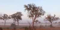 Misty morning at Talamati Bush camp </p>
<p>