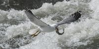 epaselect epa06746529 A Seagull hunts pearl mullets, an endemic fish species found only in Van Lake, as they jump up on their way through the waterfall during their Spring season migration in Ercis district near Van city, eastern province of Turkey, 18 May 2018. Pearl mullet, the only species able to survive in the salty, alkaline waters of Turkey's Lake Van. The pearl mullets swim upstream to lay egg into the freshwater rivers and the young fish return to Lake Van. Female fish lay their eggs and the male fish follow them to leave milt and the eggs hatch after a week. They return to Van Lake in one month.  EPA-EFE/SEDAT SUNA
