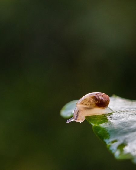Could we learn to love slugs and snails in our gardens?