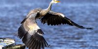 John-Gannet Getaway