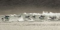 Bottlebose dolphins, Wild Coast, South Africa. (Photo: Peter & Beverly Pickford Wildlife Photography)