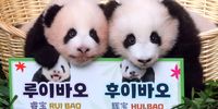 Female giant panda cub twins are made public at Everland in Yongin, 42 km south of Seoul, South Korea, on 12 October 2023, as their names have been decided as 'Rui Bao' and 'Hui Bao,' respectively, via a public contest. The cubs were born to 9-year-old giant panda Ai Bao and her partner, the 10-year-old Le Bao, at the amusement park on 07 July.  EPA-EFE/YONHAP