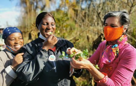 Wild about weeds: Don’t let a world of nutrition (and learning) slip through the nettle