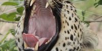 Yawning or do you want to bite? Image: Peter Brett
