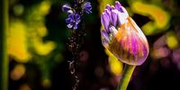Start of Spring Time. Photographer: Karin Linder