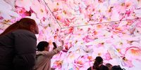 Members of the public photograph the projections all around them during the premiere showing of "Nature's Confetti" at Outernet London on April 03, 2024 in London, England. Outernet's Blossom campaign is injecting flower power into London's commercial hub, immersing audiences in a 360-degree experience of 'nature's confetti' at the flagship Now Building on Tottenham Court Road. (Photo by Leon Neal/Getty Images)