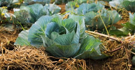 Access to seed is access to food