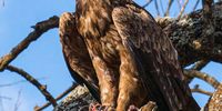 Tawny Eagle with prey in the Serengeti.