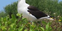 Kelp Gull having its say. Taken in Plettenberg Bay. Image: Shannon Moore @ShotsByShanzy </p>
<p>