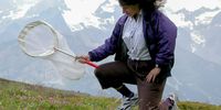 Dr Camille Parmesan catches butterflies during her research. (Photo: Michael Singer)