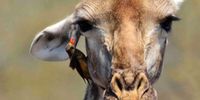 Can I tell you a secret? Photographer: Wikus Otto