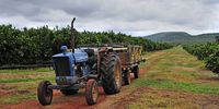 The Zebediela Citrus Estate faces challenges ranging from a low yield from old trees and ageing infrastructure and irrigation systems. (Photo: Lucas Ledwaba / Mukurukuru Media)