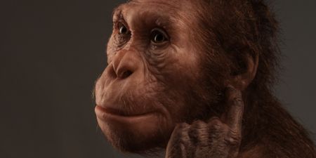 Reading of Sediba’s bones complicates the evolutionary picture without challenging it