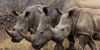 White rhinos prefer herds which makes them easy targets for poachers. (Photo: Jacques Briam / Wild About The Wild)