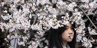 WUHAN, CHINA - MARCH 11: (CHINA OUT) A girl holds a blossom in her mouth while posing for photos under cherry blossom trees at Wuhan University on March 11, 2021 in Wuhan, China. Tourists come to view cherry blossoms at the university during the spring. Wuhan University, first founded in 1893, is widely known as one of the most beautiful universities in China. Last year Wuhan University did not receive guests due to the pandemic lockdown. Currently the limit is 10,000 tourists a day. With no recorded cases of community transmission since May 2020, life for residents is gradually returning to normal. (Photo by Getty Images)