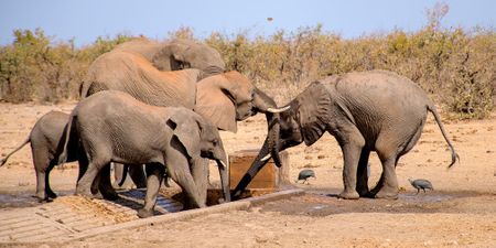 The 951 elephant deaths in Kruger — why the numbers demand perspective, not outrage