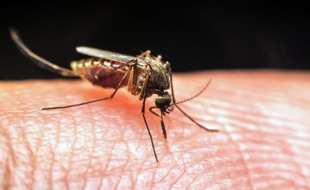Gauteng malaria spike was due to travel in flood regions, experts conclude