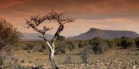 New roadmap shows how to protect Africa’s savannas from flawed reforestation thinking
