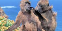 Cape Point, Western Cape, South Africa.  Cape Point Nature Reserve. A baboon picking fleas off of his mate.  (Photo: Gallo Images)
