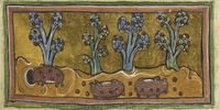Rolling in grapes, an image from the medieval Rochester Bestiary, c1230.. (Source: Bibliothèque Nationale de France)