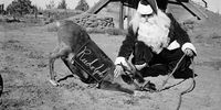 circa 1950:  Santa Claus (Father Christmas) plays with Rudolph on the John Zumstein reindeer farm near Redmond, Oregon, the largest reindeer farm in America.  (Photo by Vermilya/Three Lions/Getty Images)
