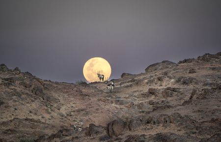 Out of this (wild) world