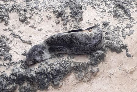 Ripple effect: The sad story of the Western Cape ‘refugee’ seals