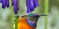 This is a photograph of an Orange Breasted Sunbird taken by myself at Kirstenbosch on a rainy day. The metallic colours are so vibrant on this bird that only a low lighting day such as overcast can really do them justice. Regards,  [taken with a Nikon D500]