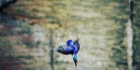Kiss of death. Malachite Kingfisher, Delta Park Johannesburg. Image: Jonathan Stonier <br>