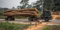 The forests around the Baka villages are plundered for their tropical hardwood. (Photo: Nathalie Bertrams)